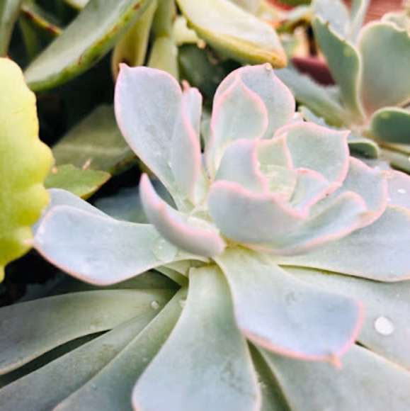 Meet your Posher, Karis - Picture 1 of 1